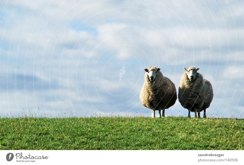 Schaaf Paar Sommer Tier Himmel Wolken Horizont Frühling Schönes Wetter Gras Nutztier Fell 2 Tierpaar Linie stehen dick frei blau grün weiß achtsam Wachsamkeit