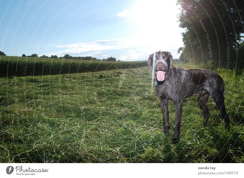 Sommersonne Jagdhund Hund Jäger Tier Treue beste Luft Spaziergang auslaufen braun Wiese Gras Sträucher Feld grün Säugetier Halsband Hundemarke Gegenlicht