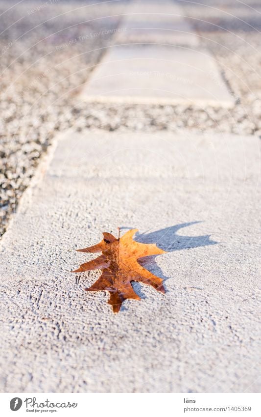 geradewegs Blatt Herbst Straße Linie Schilder & Markierungen Eichenblatt Sonne Sonnenstrahlen