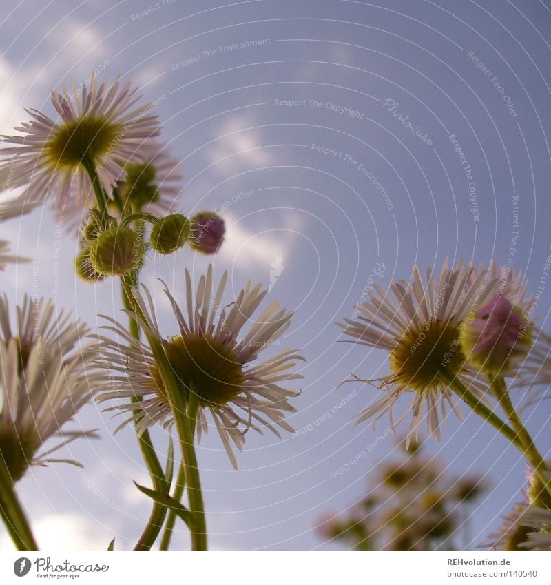 geblüm Blume Wiese Wolken Himmel Wachstum Pflanze aufwärts Froschperspektive streben Regen bedrohlich Blüte Blühend Sommer frisch kalt Gegenteil außergewöhnlich