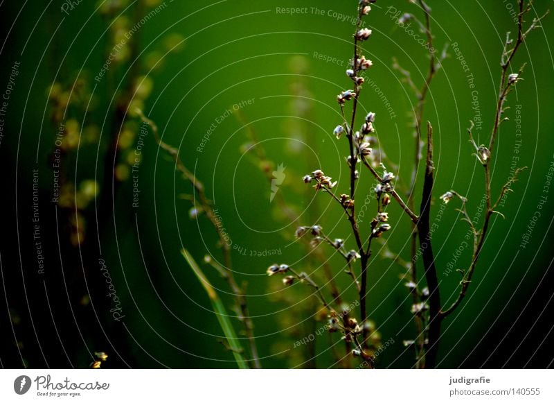 Wiese Gras Natur Sommer Physik dunkel grün Wachstum gedeihen Umwelt Pflanze zart fein Farbe Wärme rispe Außenaufnahme