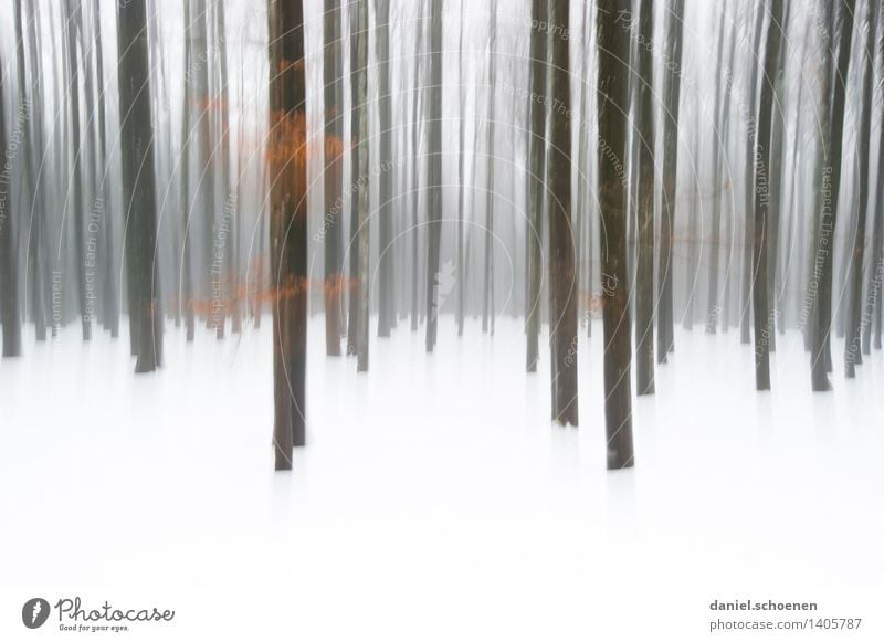 Winterwald Schnee Eis Frost Baum Wald kalt schwarz weiß Einsamkeit Gedeckte Farben Außenaufnahme abstrakt Menschenleer Textfreiraum unten Bewegungsunschärfe