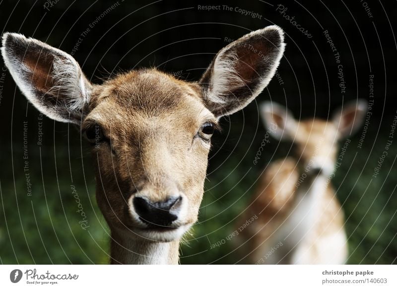 reh_tour Reh wild Wildfleisch Wildtier Rothirsch Bleßwild Damwild Schüchternheit Paarhufer Rehkitz Bambi Hirschkalb Tier Braten Wildpark Blick entdecken Angst