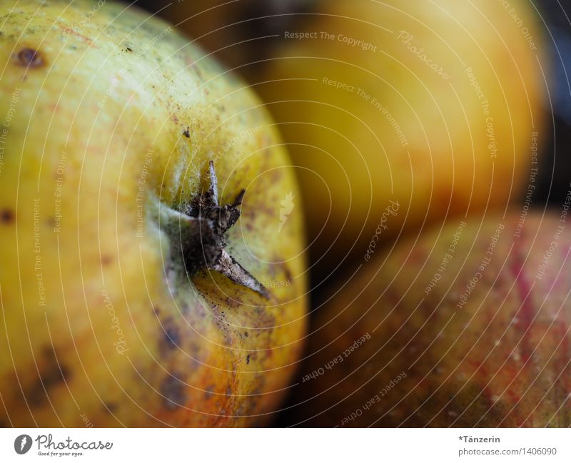 frisch vom Baum Lebensmittel Apfel Bioprodukte Vegetarische Ernährung Gesundheit nachhaltig natürlich Farbfoto mehrfarbig Innenaufnahme Makroaufnahme