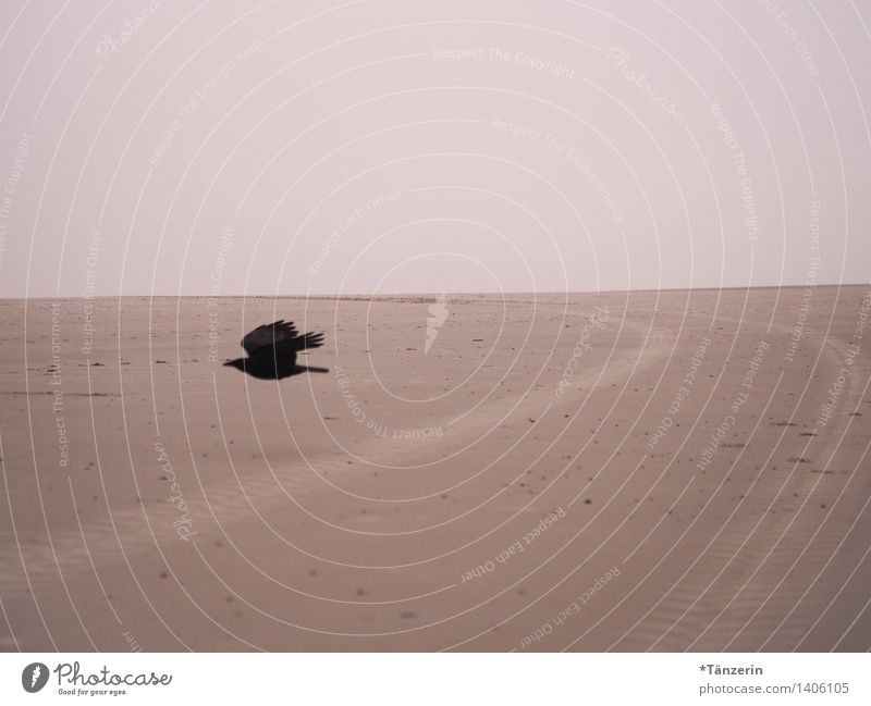 Hitchcock-Feeling Landschaft Küste Strand Nordsee Tier Wildtier Vogel Krähe 1 Farbfoto Gedeckte Farben Außenaufnahme Menschenleer Tag Starke Tiefenschärfe