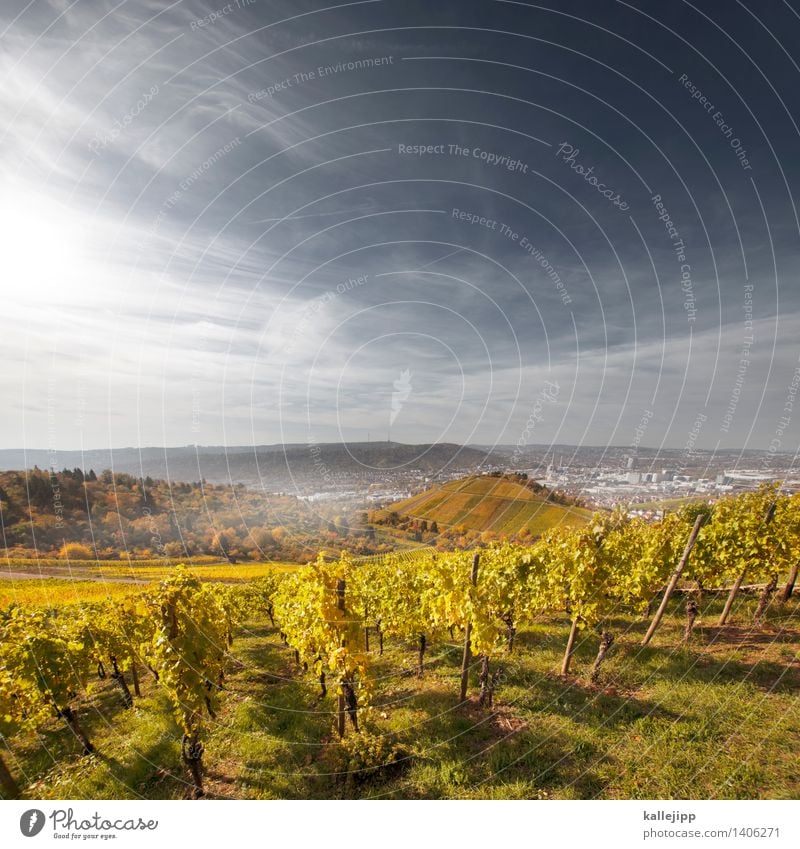 my heart is a benztown Wein Umwelt Natur Himmel Wolken Herbst Klima Nebel Pflanze Blatt Nutzpflanze Garten Feld Hügel Stadt Stadtrand bevölkert Haus blau braun