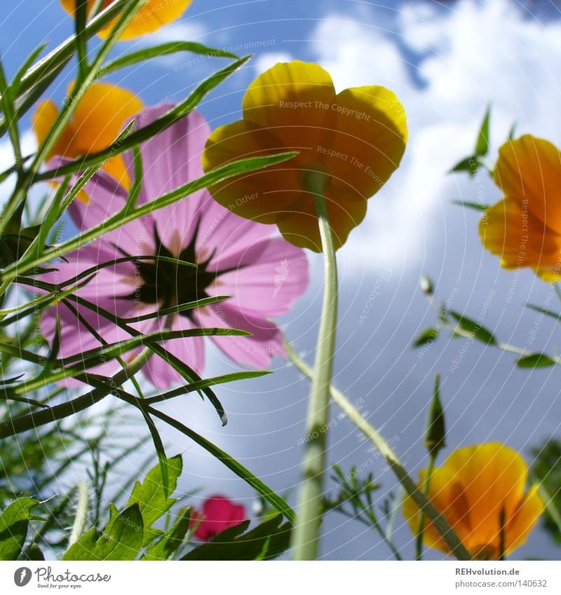 blümchen Blume Wiese Wolken Himmel Gewitter Gewitterwolken Wachstum Pflanze aufwärts Froschperspektive streben Regen bedrohlich Blüte Blühend Sommer mehrfarbig