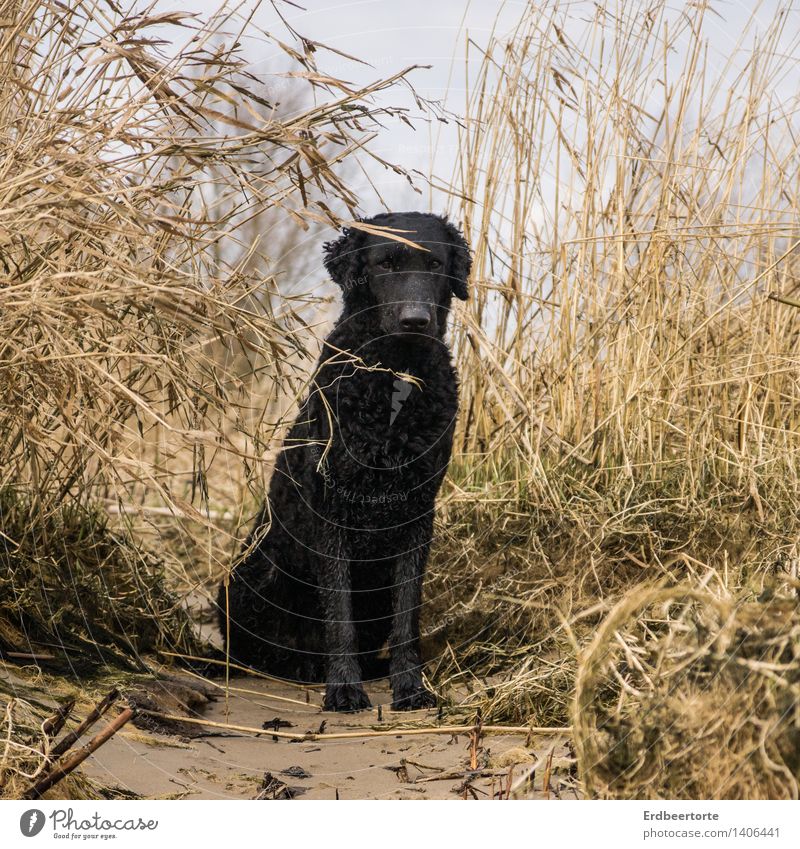 Im Fokus Natur Landschaft Herbst Winter Seeufer Strand Bucht Tier Haustier Hund Retriever 1 beobachten sitzen schwarz Tierliebe Wachsamkeit ruhig