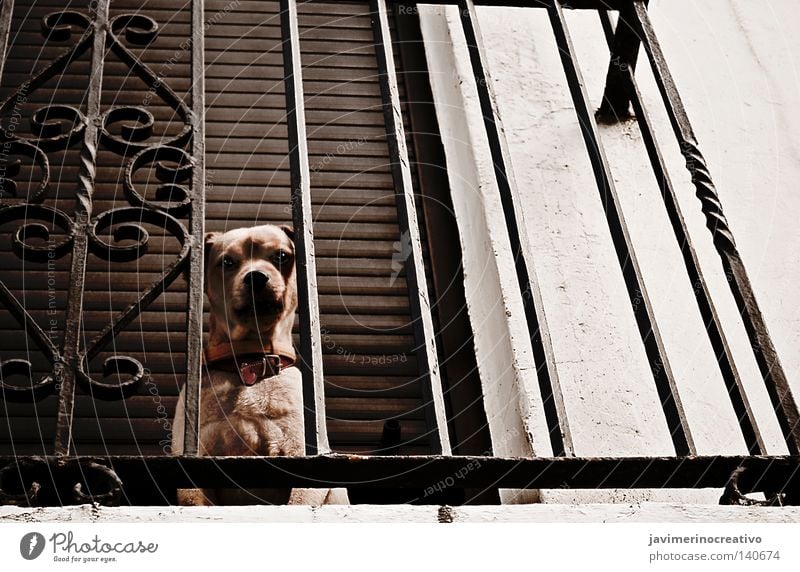 dog Hund Gitter Balkon Haus Auge Schatten Eisen Zielscheibe Tier einsiedlerisch weinen Zimt Felsen