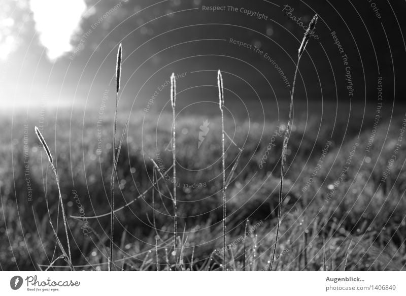 eines Morgens... Umwelt Natur Herbst Schönes Wetter Gras Feld atmen beobachten Denken Erholung glänzend Liebe warten Unendlichkeit schwarz weiß Stimmung Kraft