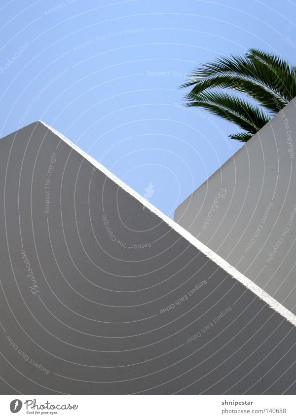 Fetakäse Treppe Griechenland Stein weiß Geometrie Palme grün Sommer Ferien & Urlaub & Reisen aufsteigen Goldener Schnitt blau Himmel Schönes Wetter Erholung