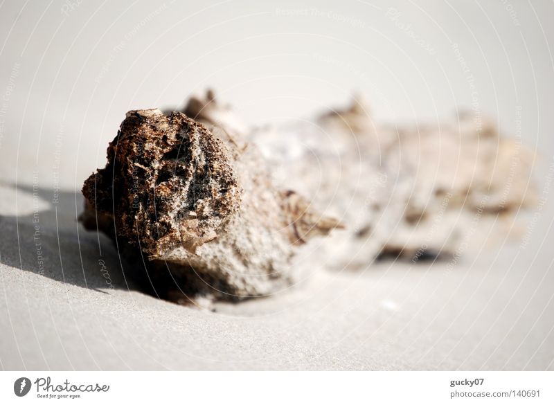 Holzwurm Treibholz Strandgut Baumstamm Sand Meer Schatten Nordsee Baumrinde geschätzt Ebbe Flut Wassermassen zerkratzen Verzerrung verkratzt verkrüppelt