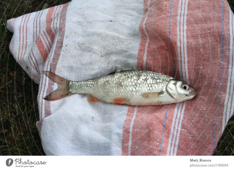 fisch auf tuch Angeln Gewässer Küchenhandtücher rotfeder Natur Scheune Fischauge