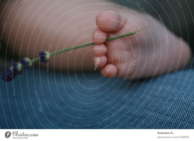 Barfuß Lavendel Baby Zehen Blume Kleinkind Fuß Mensch Jeanshose Gliedmaßen Heilpflanzen