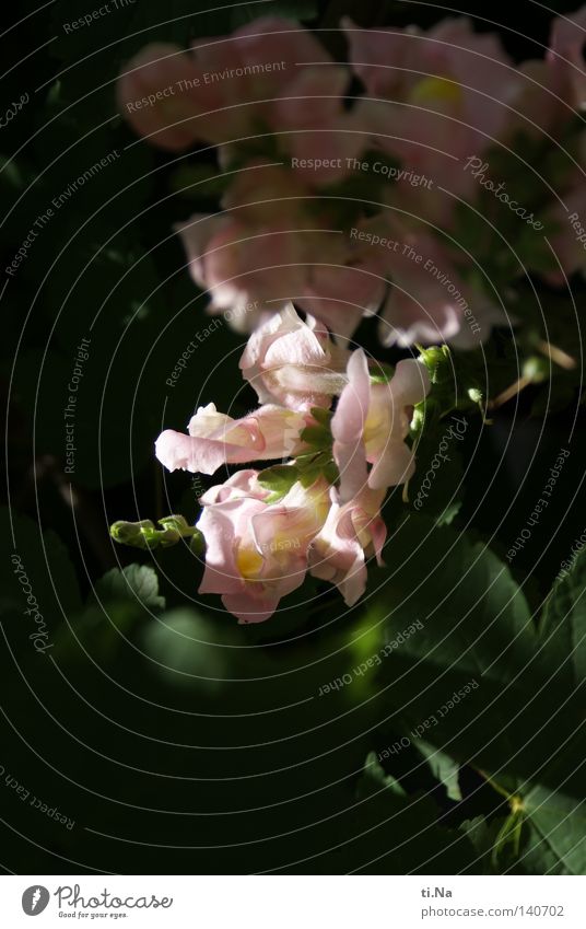 Löwenmäulchen Sommer Natur Pflanze Sonnenlicht Schönes Wetter Blume Sträucher Blüte Wildpflanze Wiese Blühend Duft Wachstum authentisch schön natürlich wild