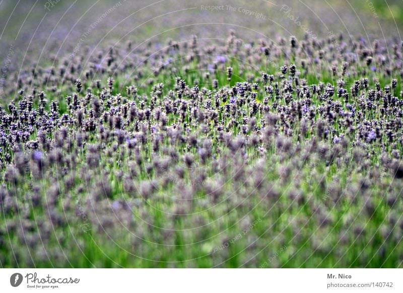 lavendel Parfum Duft Ferne Sommer Natur Pflanze Blume Blüte Park Blühend verblüht Unendlichkeit blau grün violett Lavendel Provence Heilpflanzen Blumenbeet Beet