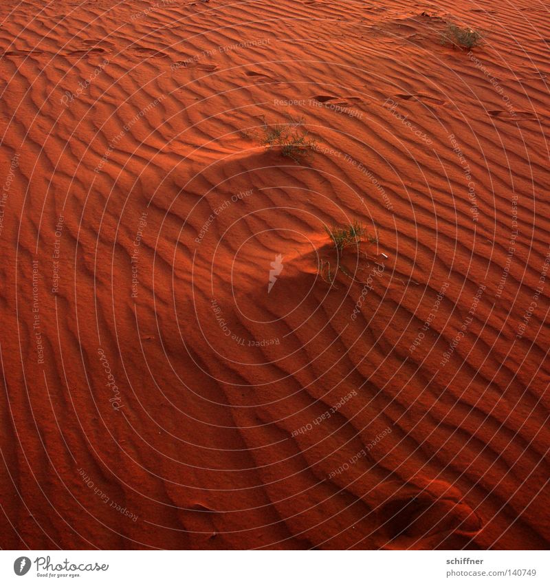 Sandwellen Wüste beige Sandbank Erde Wellen Dürre Sturm Sandverwehung Gras Grasbüschel Spuren Sonnenuntergang trocken unfruchtbar verbrannt wehen Wind Jordanien