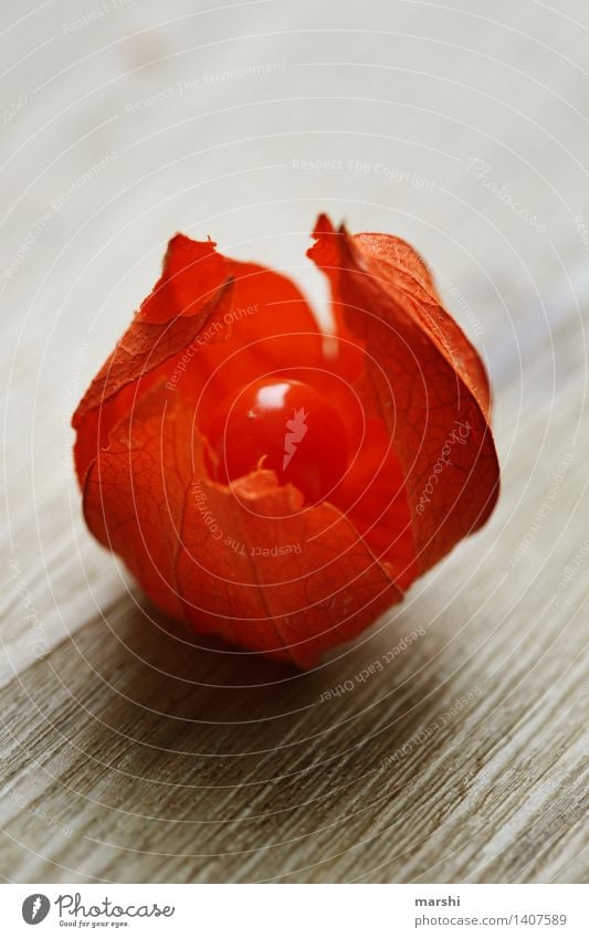 Lampion mit Überraschung Natur Pflanze Blume Sträucher Stimmung orange Lampionblume Strukturen & Formen Farbfoto Innenaufnahme Nahaufnahme Detailaufnahme