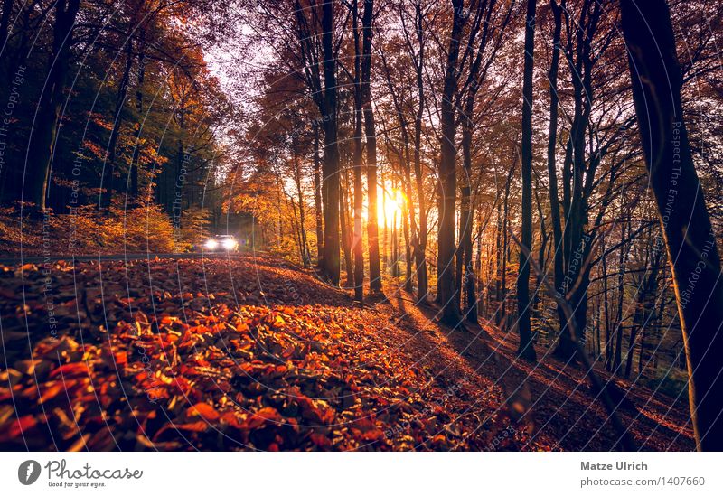 Herbstsonne im Wald Umwelt Natur Sonne Sonnenaufgang Sonnenuntergang Sonnenlicht Schönes Wetter Baum Blatt Herbstlaub Autofahren Fahrzeug PKW schön Wärme Straße