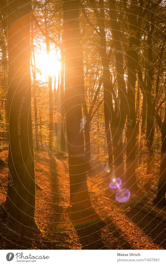 Sonnenwald Umwelt Landschaft Pflanze Sonnenaufgang Sonnenuntergang Sonnenlicht Herbst Baum Blatt Laubbaum Laubwald Wald Blendenfleck schön Wärme stagnierend