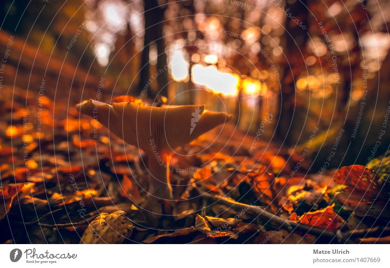 Pilz im Wald 3 Umwelt Natur Sonne Sonnenaufgang Sonnenuntergang Sonnenlicht Herbst Schönes Wetter Wärme Blatt Herbstwald Farbfoto Außenaufnahme