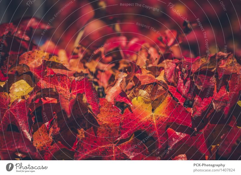 Rote Blätter an Herbstlicht Natur Pflanze Blatt mehrfarbig gelb gold rosa rot Herbstlaub Wilder Wein intensiv Hecke Schwache Tiefenschärfe Farbfoto Nahaufnahme