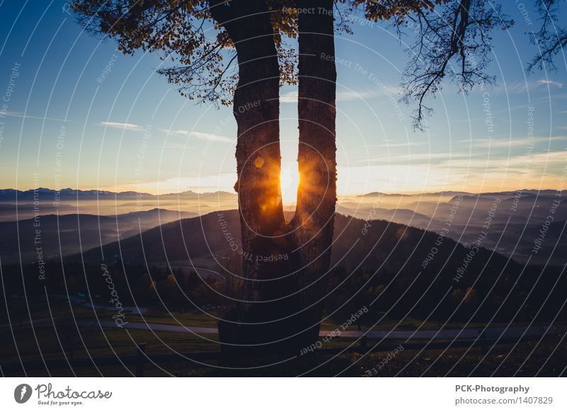 Baumlicht Natur Landschaft Himmel Horizont Sonne Sonnenaufgang Sonnenuntergang Sonnenlicht Frühling Herbst Alpen Sehnsucht Lichtschein Sonnenstrahlen gold