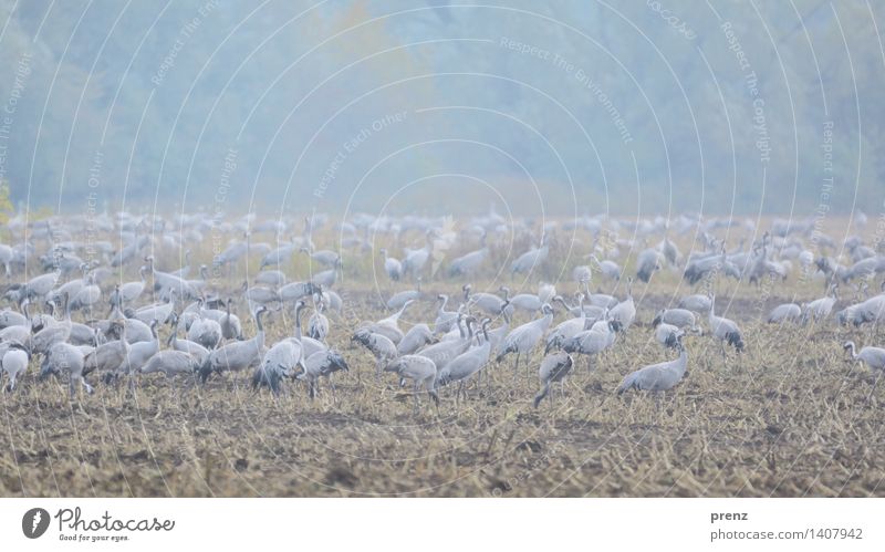 Kranichfeld Umwelt Natur Landschaft Tier Herbst Nebel Feld Wildtier Vogel Tiergruppe blau grau Maisfeld Storchendorf Linum Farbfoto Außenaufnahme Menschenleer