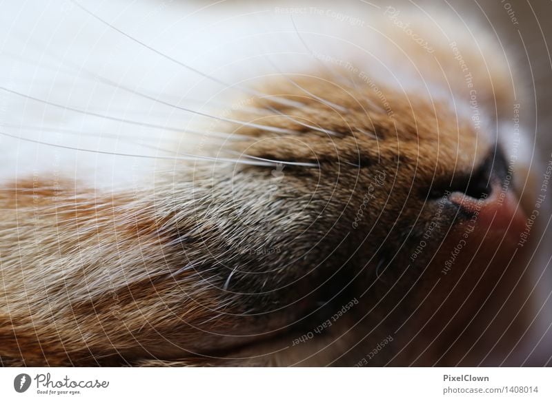 schlafende Katze Tier Haustier Tiergesicht Fell Krallen 1 niedlich braun Tierliebe Farbfoto Nahaufnahme