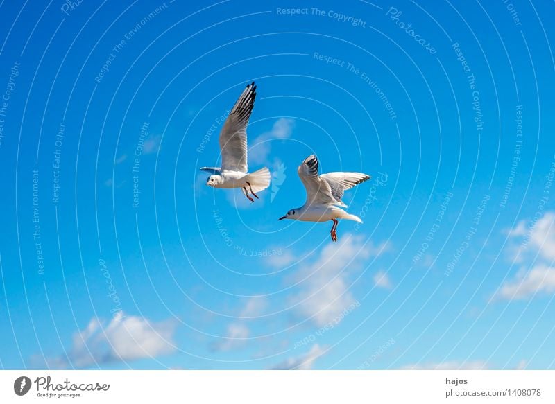 Lachmöwe beim Flug Tier Ostsee Wildtier Vogel 2 fliegen maritim blau Möwe Himmel Farbfoto Außenaufnahme Menschenleer Textfreiraum links Textfreiraum unten