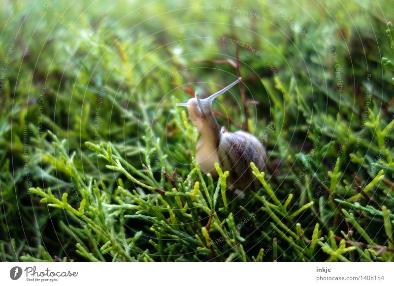 Die Schnecke auf der Hecke. Pflanze Tier Sommer Herbst Grünpflanze Garten Park Wald Wildtier 1 grün Natur krabbeln Farbfoto Außenaufnahme Nahaufnahme