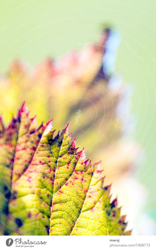 Details am Rande Herbst Pflanze Blatt Brombeerblätter alt leuchten Vergänglichkeit herbstlich Herbstlaub Herbstfärbung gezackt Spitze Farbfoto mehrfarbig