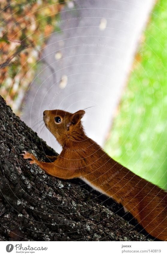 Rind-Viech Aktion Auge Baum Eichhörnchen Baumstamm braun buschig Europa Fell frech frei Freeclimbing Klettern Mut Nagetiere Natur Neugier niedlich Pfote