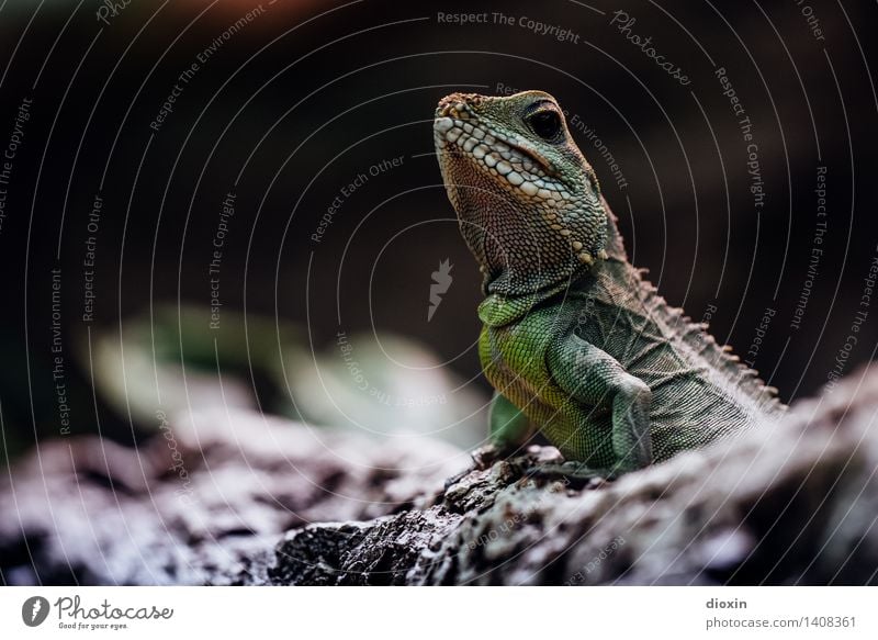 Reptil Umwelt Natur Tier Wildtier Echsen 1 exotisch natürlich Farbfoto Innenaufnahme Menschenleer Textfreiraum links Textfreiraum oben Kunstlicht