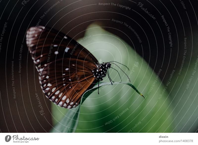 baby, wenn ich down bin Umwelt Natur Pflanze Tier Blatt Urwald Schmetterling Flügel Insekt Fühler 1 sitzen klein natürlich Farbfoto Nahaufnahme Makroaufnahme