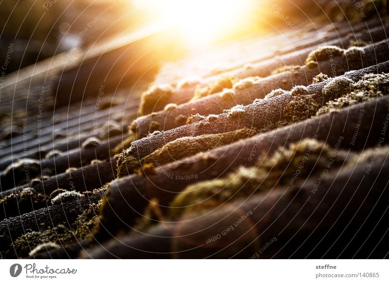 Ein neuer Tag bricht an Sonne Sonnenaufgang aufgehen Beleuchtung Gegenlicht Dach Moos Frost kalt Winter Morgen Haus Häusliches Leben aufstehen