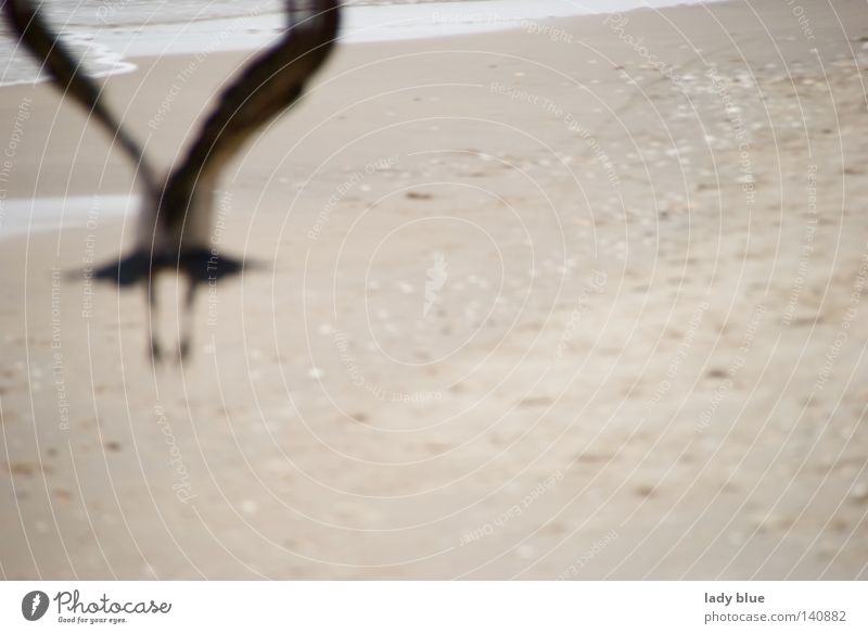 Flucht Rabenvögel fliegen Strand Meer Ostsee Usedom schwarz Feder Sand Unschärfe Vogel Insel Sommer Küste Luftverkehr Inselwelten