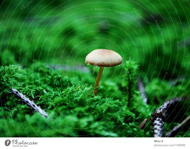 Ein Männlein steht im Walde Farbfoto Außenaufnahme Regen Baum Gras Moos Farn Moor Sumpf nass grün Pilz Echte Farne Waldboden Zweige u. Äste Geäst Boden feucht