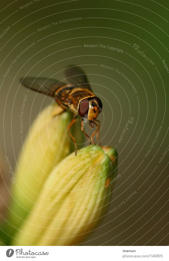 Nichtschweber Schwebfliege Flugzeug Flugtier Facettenauge Schweben gelb Blume Blüte rot Rüssel schwarz braun gestreift Lilien groß klein Sommer Pflanze Tier