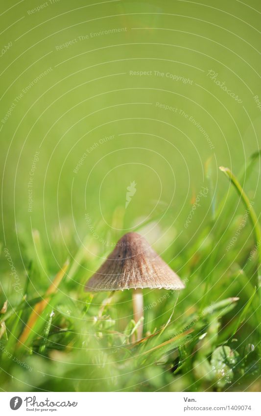 so klein mit Hut² Natur Pflanze Herbst Gras Pilz Wiese Wachstum braun grün Farbfoto mehrfarbig Außenaufnahme Nahaufnahme Makroaufnahme Menschenleer