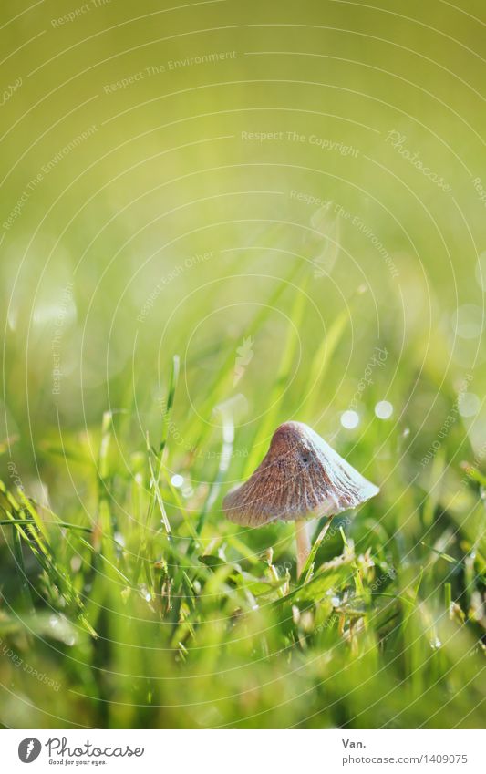 so klein mit Hut Natur Pflanze Herbst Gras Pilz Wiese glänzend braun grün Tau Halm Farbfoto mehrfarbig Außenaufnahme Makroaufnahme Menschenleer