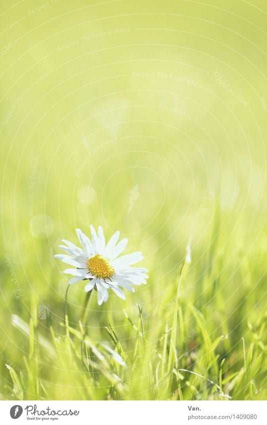 Gänse(gedenk)blümchen Umwelt Natur Pflanze Frühling Blume Gras Blüte Garten Wiese Wachstum hell Wärme grün weiß Farbfoto mehrfarbig Außenaufnahme Makroaufnahme