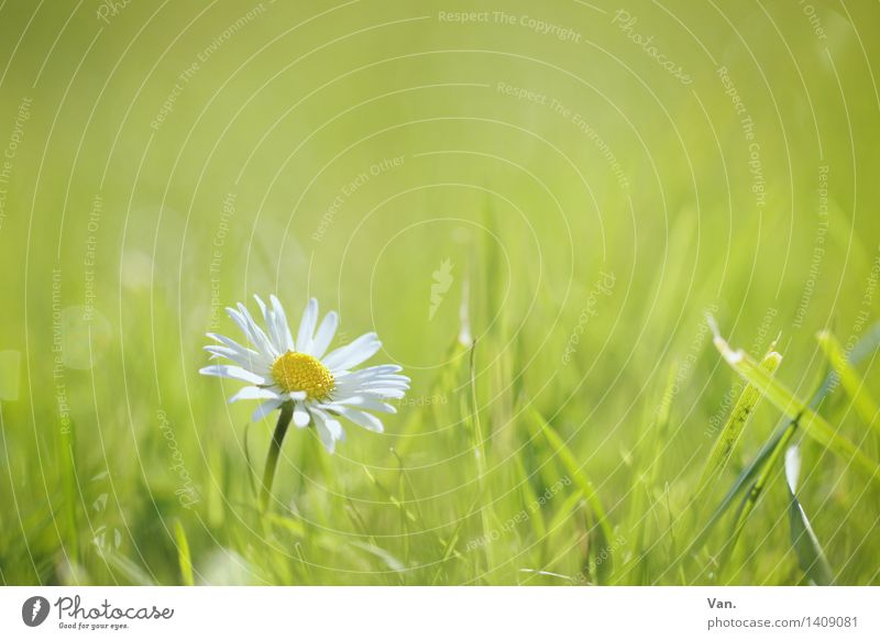 Gänseblümchen Natur Pflanze Sommer Blume Blüte Grünpflanze Wiese grün Farbfoto mehrfarbig Außenaufnahme Nahaufnahme Menschenleer Textfreiraum oben Tag