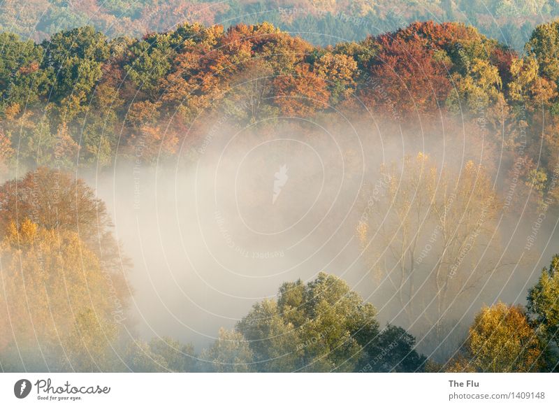 Paradies Wurmtal Umwelt Natur Landschaft Pflanze Herbst Schönes Wetter Nebel Baum Blatt Wald Hügel Flusstal Tal Würselen Aachen Deutschland Europa Holz