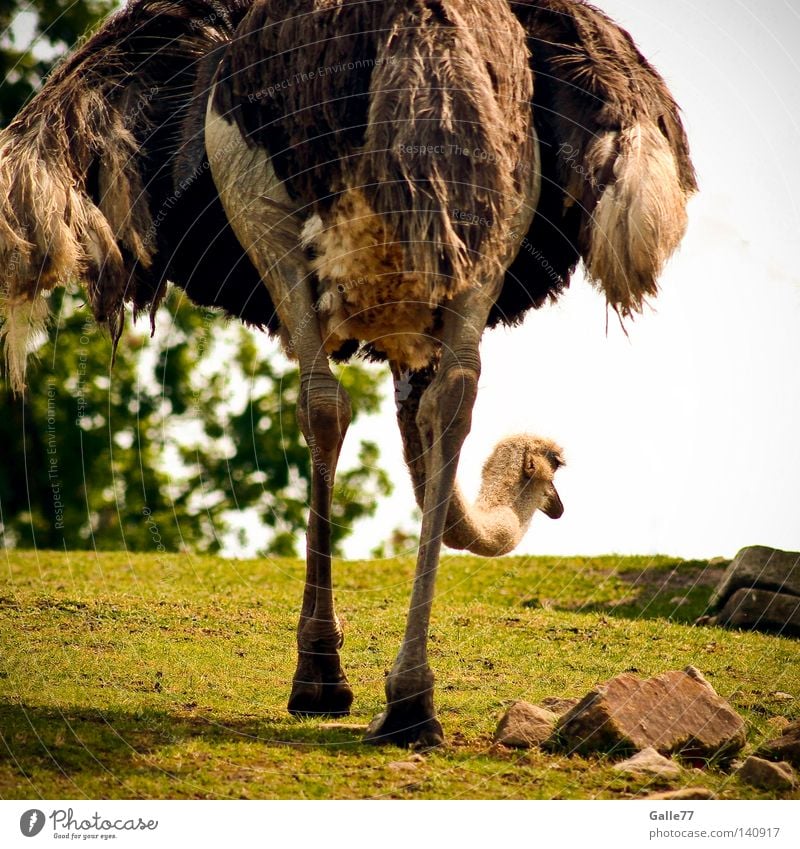 Auf der Suche nach... Strauß Afrika tief Richtung Tier Laufvogel Vogel Feder Kleid Haushuhn lang Körperhaltung Geschwindigkeit Einsamkeit Blick Beine