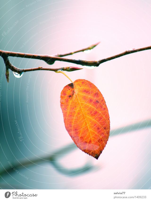 Das letzte... Umwelt Natur Tier Luft Sommer schlechtes Wetter Pflanze Baum Blatt Herbstfärbung Zweig Park hängen ästhetisch oben gelb grau orange Design