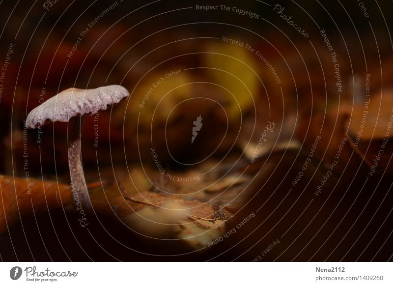 Waldfund Umwelt Natur Pflanze Erde Herbst Klima Schönes Wetter Garten Park braun weiß Pilz Pilzhut pilzsuche Spazierweg Waldspaziergang Boden Waldboden Laubwald