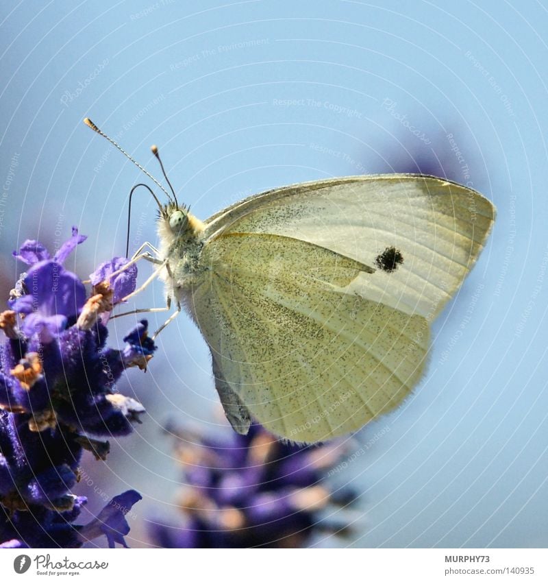 Leicht angeschlagener Weissling an der Nektarbar.... Schmetterling Weißlinge Staubfäden Lavendel Lavendelernte Blume Rüssel saugen Fühler Flügel zerstören