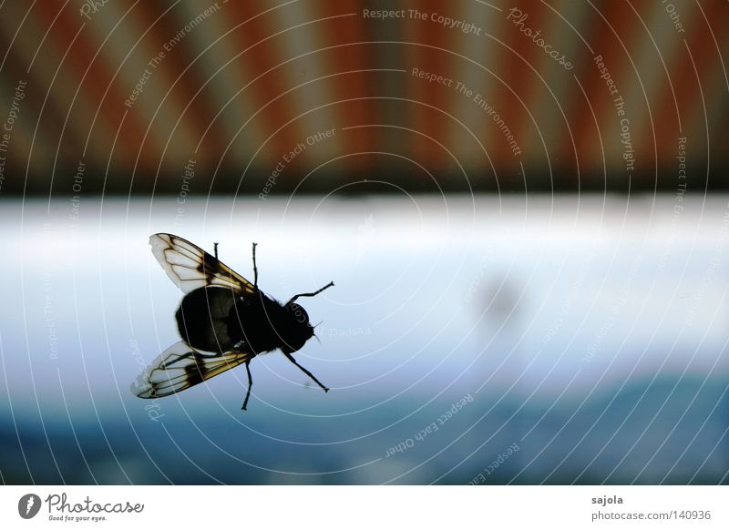 scheibenkleister Fenster Fliege Flügel Streifen weiß Schwebfliege Insekt Beine Kopf gestreift Markise Sonnenblende Sonnenstor orange Fensterscheibe