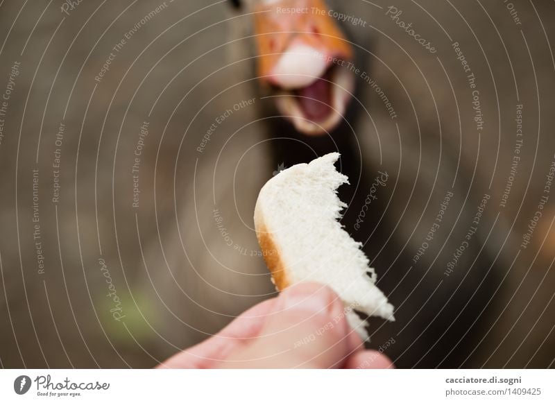 Und ... Zugriff Brot Toastbrot Finger Tier Wildtier Gans 1 Fressen füttern einfach frech Freundlichkeit Fröhlichkeit lecker lustig Neugier niedlich braun orange